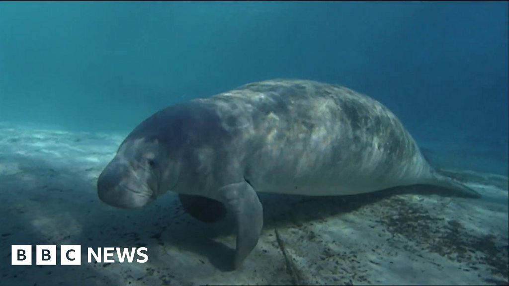 Florida manatees are dying at alarming rate